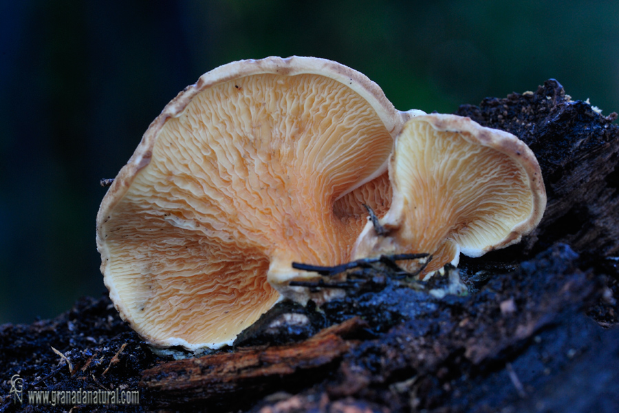 Tapinella panuoides (Fr. : Fr.) E.-J. Gilbert. Hongos deGranada