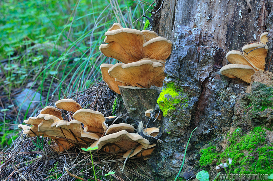 Paxillua panuoides hábitat.Hongos de Granada