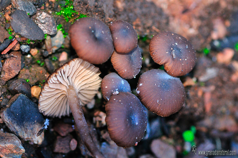 Tebrocybe atrata.  Hongos pirófilos de Granada