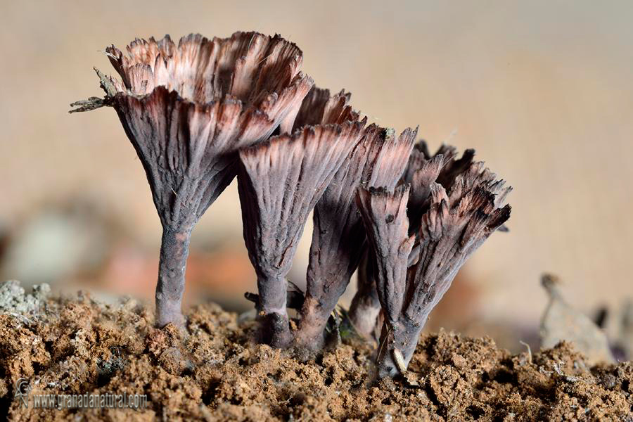 Telephora cayophyllea. Hongos de Granada