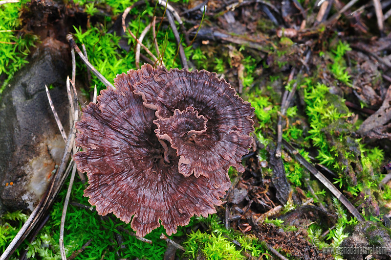 Telephora caryophyllea carpforo. Aphyllophorales de Granada