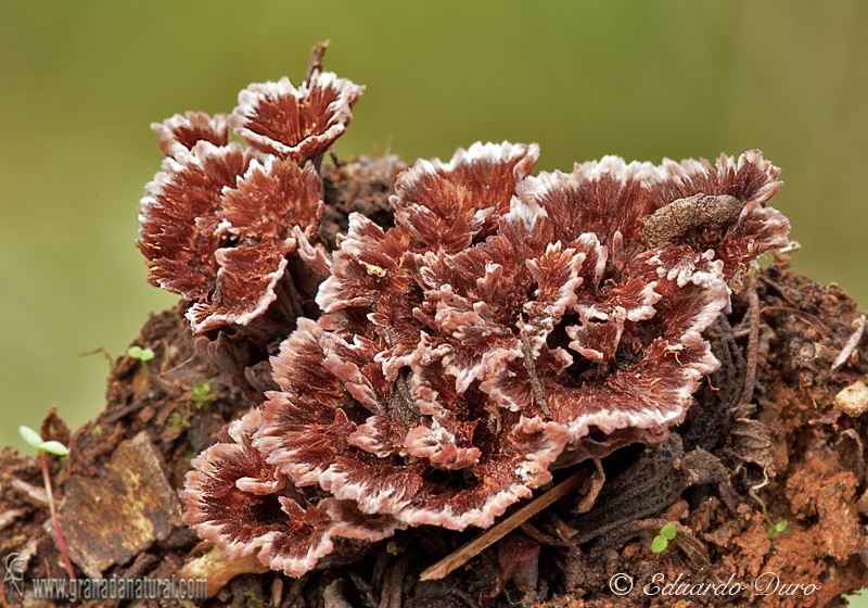 Thelephora terrestris Pers.:Fr. Aphyllophorales de Granada