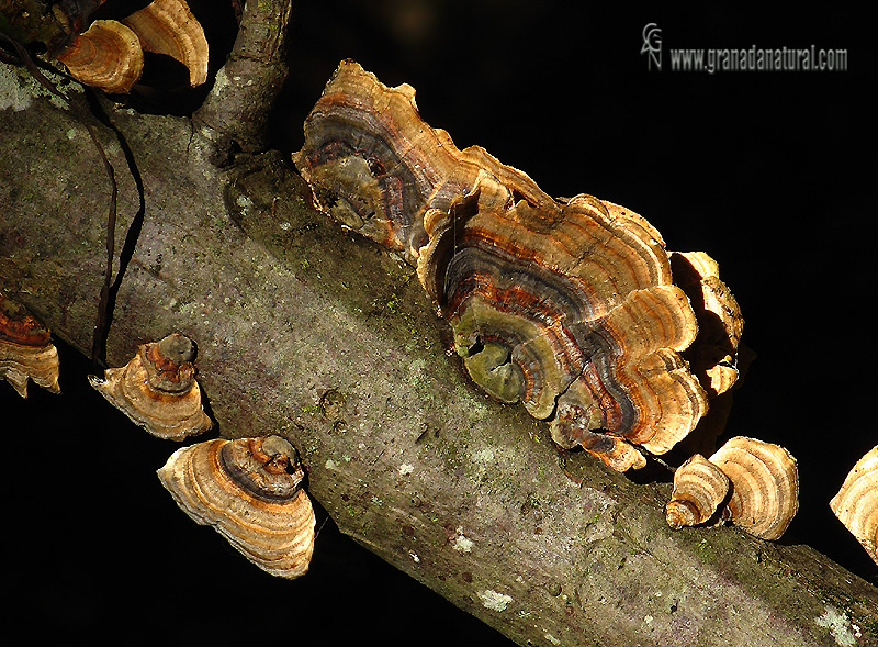 Trametes versicolor 1