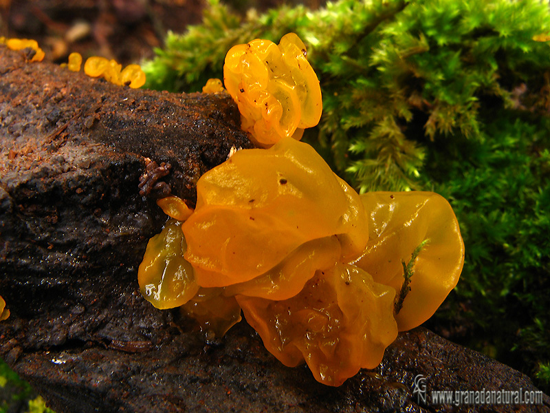 Tremella mesenterica Retz:FR. Hongos de Granada