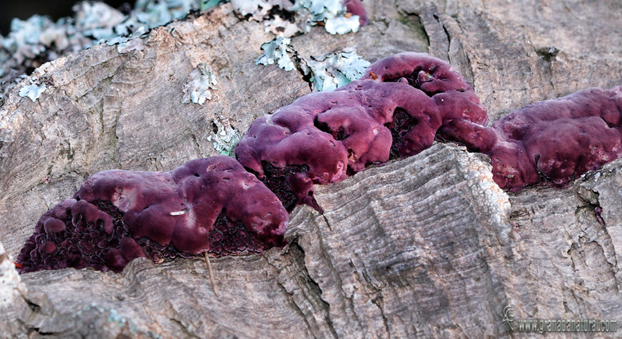 Trichaptum biforme . Aphyllophorales de Granada