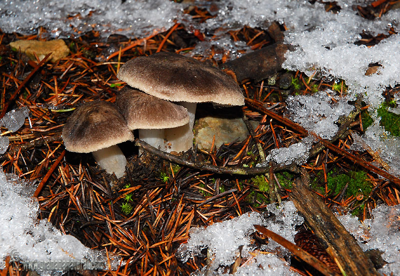 Tricholoma terreum. Setas de Granada