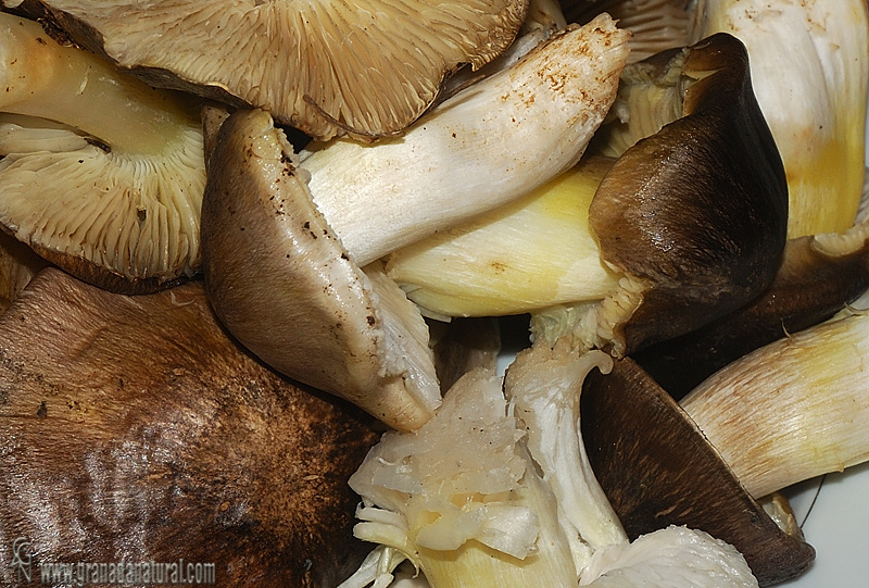 Tricholoma portentosum.