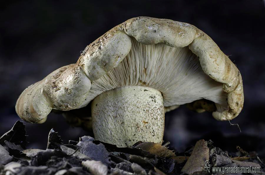 Tricholoma acerbum (Bull.: Fr.) Quél. Hongos de Granada