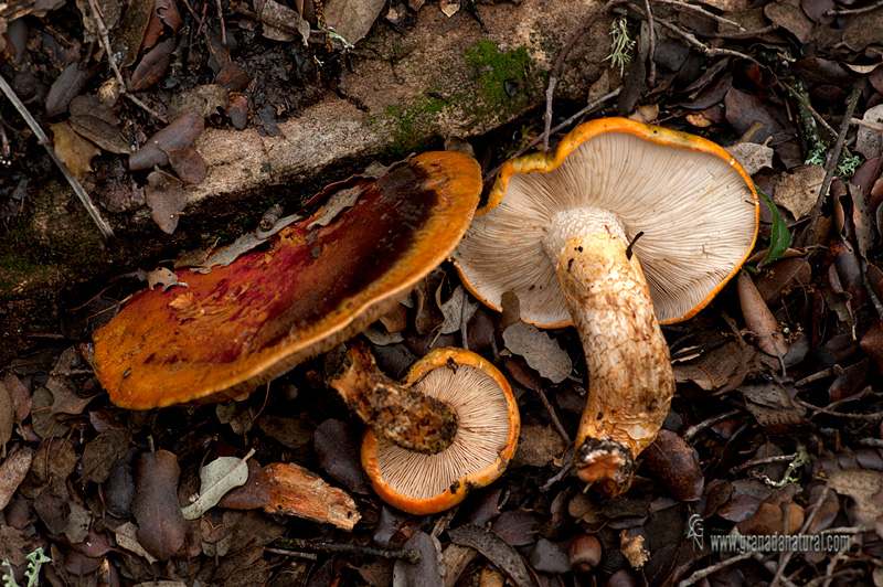 Tricholoma aurantium. Hongos de Granada