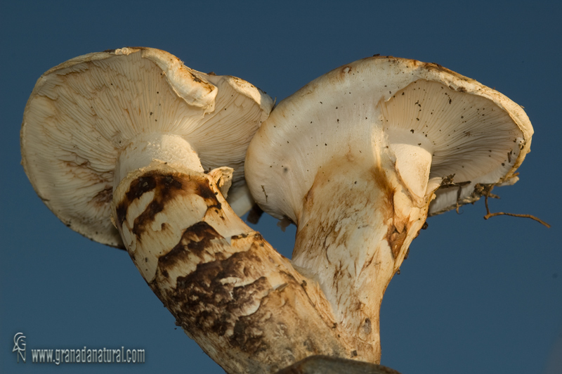 Tricholoma caligatum. Setas de Granada