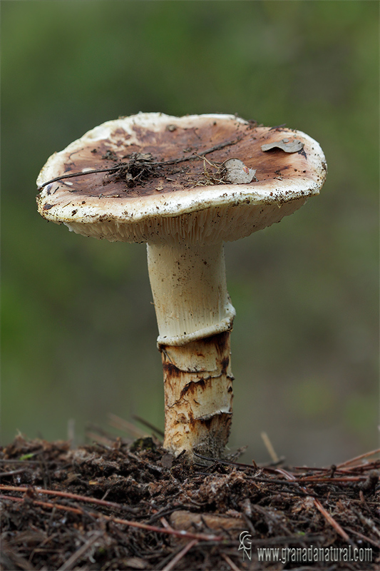 Tricholoma caligatum (Viv.) Ricken. Hongos de Granada