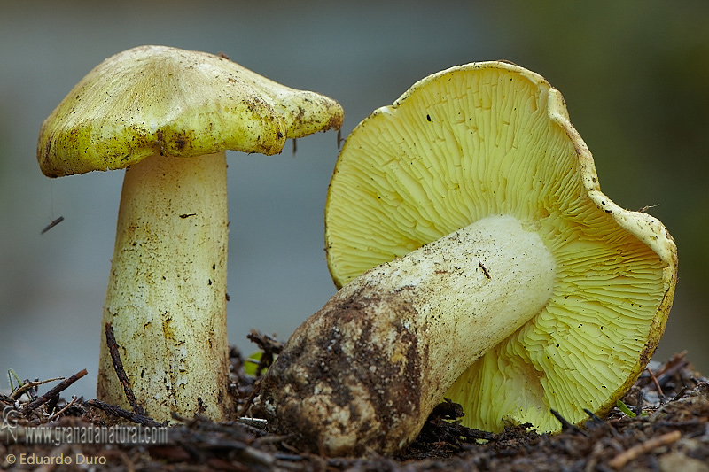 Tricholoma equestre (L.)(P.).Hongos de Granada