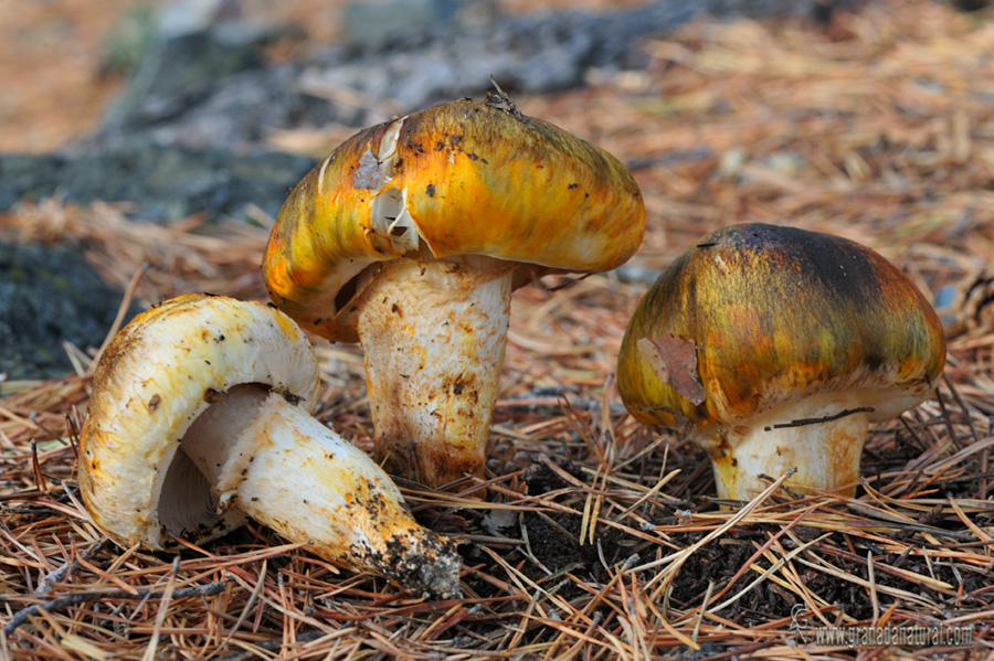 Tricholoma focale (Fr.) Ricken.Hongos de Granada