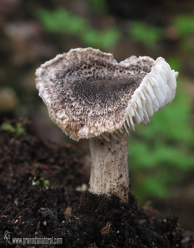 Tricholoma orirubens Quélet. Hongos de Granada