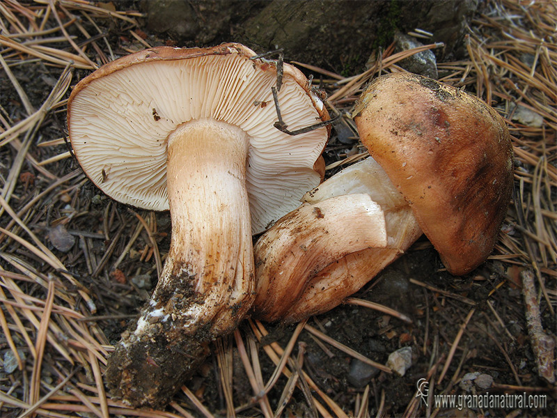 Tricholoma pessundatum (Fr.) Quel. Hongos de Granada