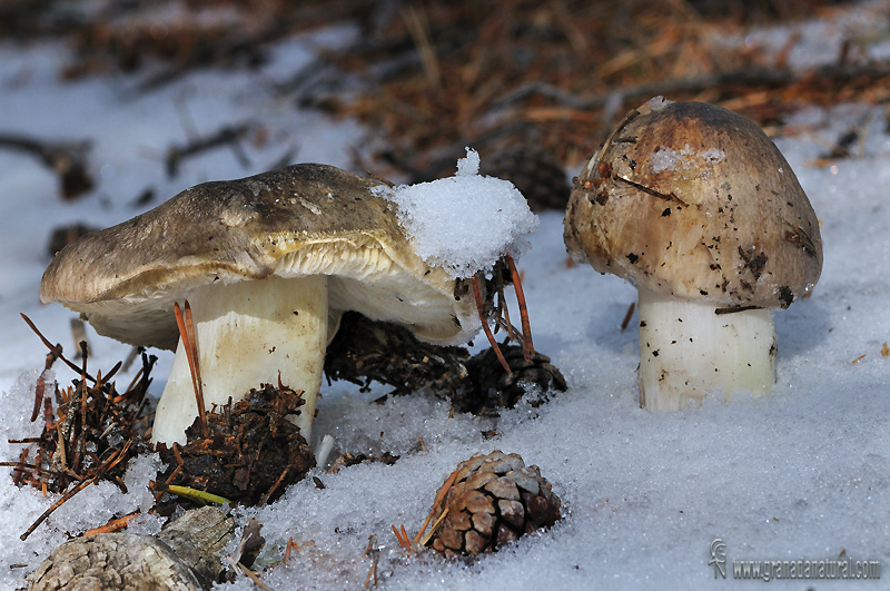 Tricholoma portentosum (Fries) Qulet. Hongos de Granada