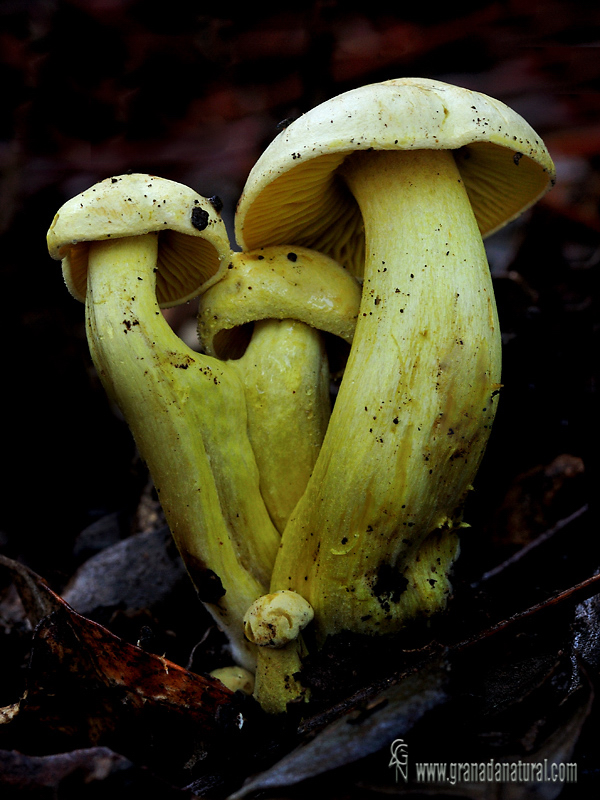 Tricholoma sulphureum 2. Hongos de Granada