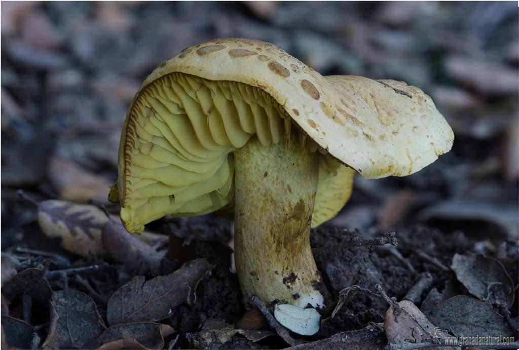 Tricholoma sulphureum (Bull. ex Fr.) P. Kumm. Hongos de Granada