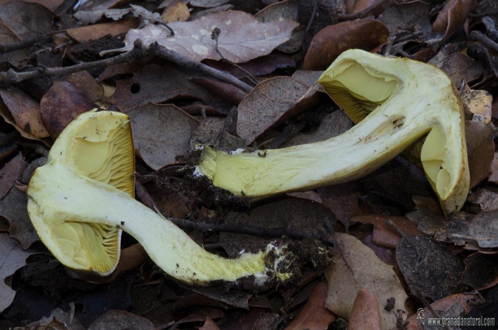 Tricholoma sulphureum corte. Hongos de Granada