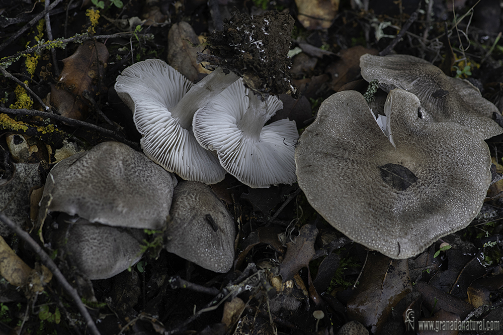 Tricholoma scalpturatum