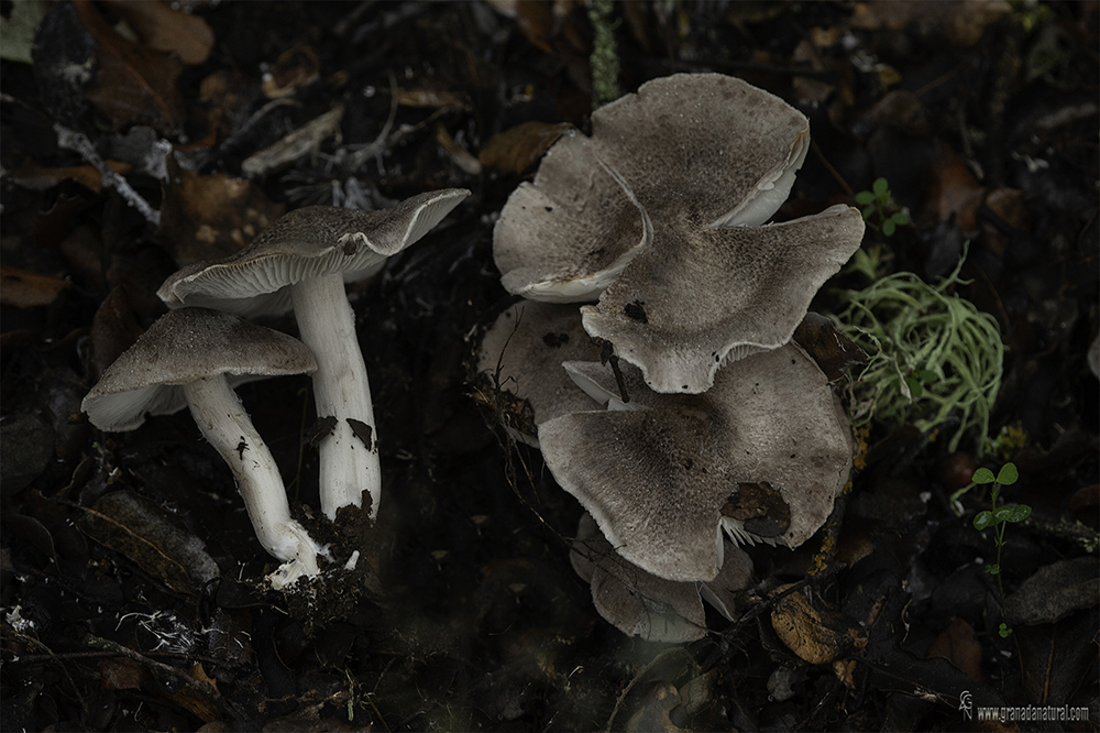 Tricholoma scalpturatum 