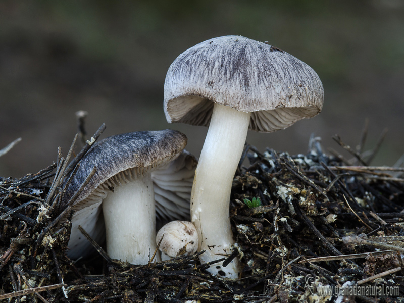 Tricholoma terreum (Schaeff.) P. Kumm. Hongos de Granada