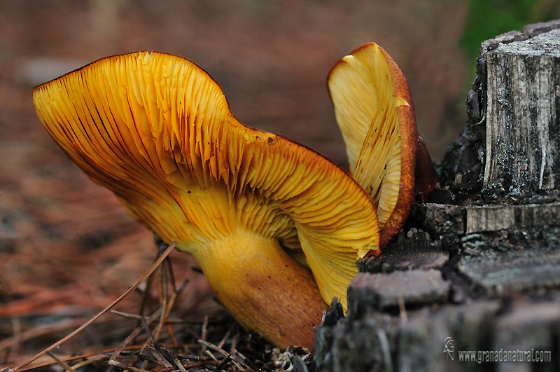 Triholomopsis rutilans. Setas de Granada