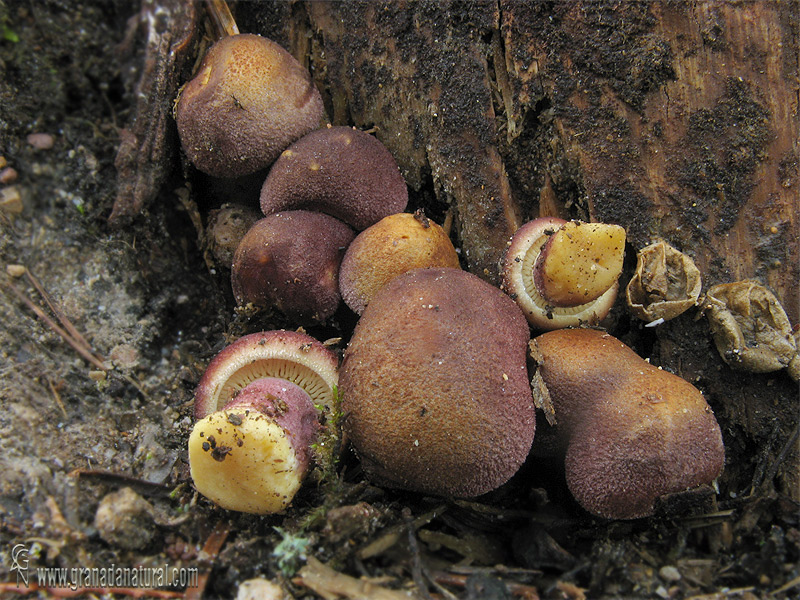 Tricholomopsis rutilans ( fase joven). Hongos de Granada