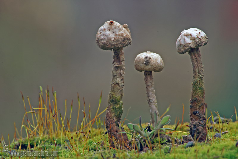 Tulostoma brumale Pers. Hongos de Granada