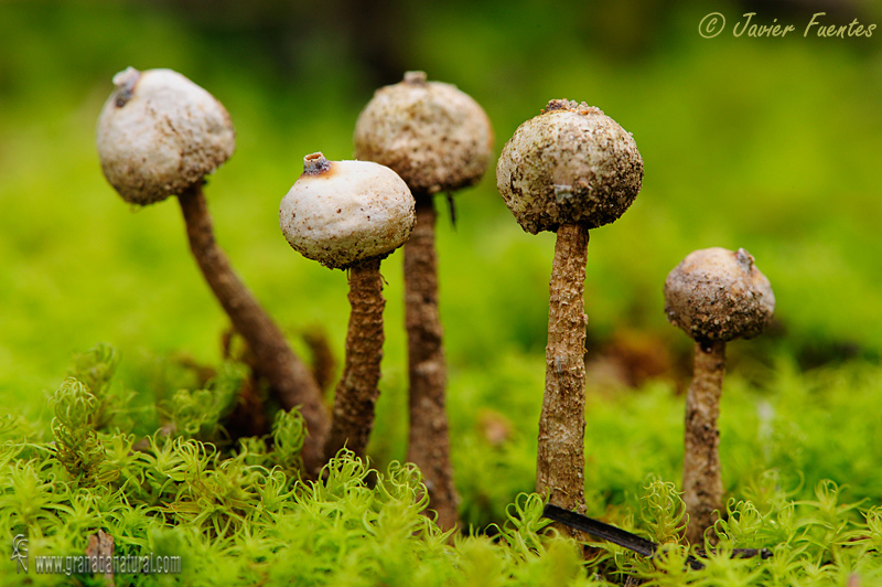 Tulostoma brumale grupo. Hongos de Granada