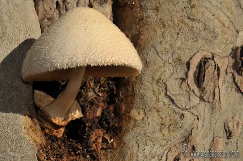 Volvariella bombycina. Hongos de Granada