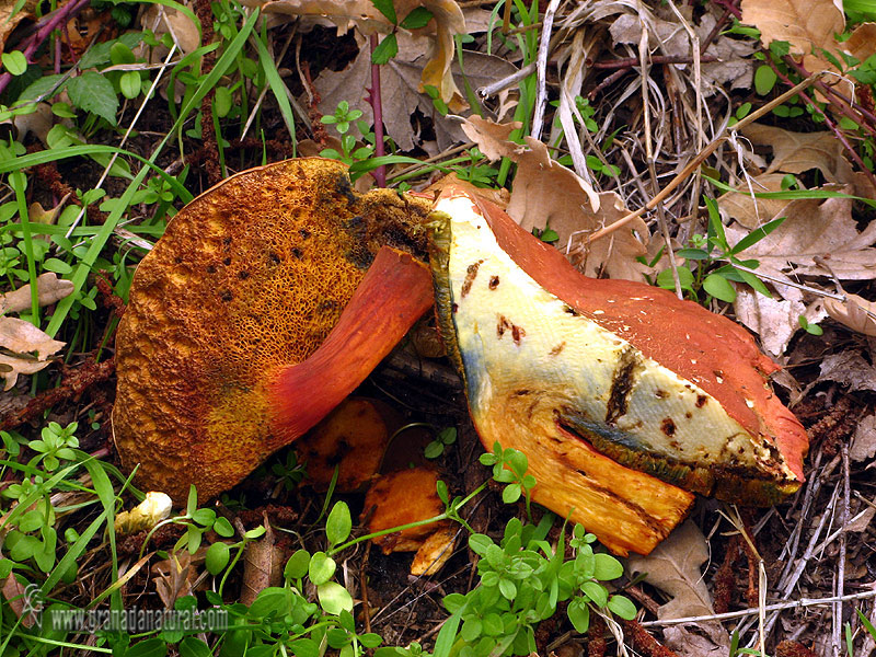 Xerocomus armeniacus. Setas de Granada