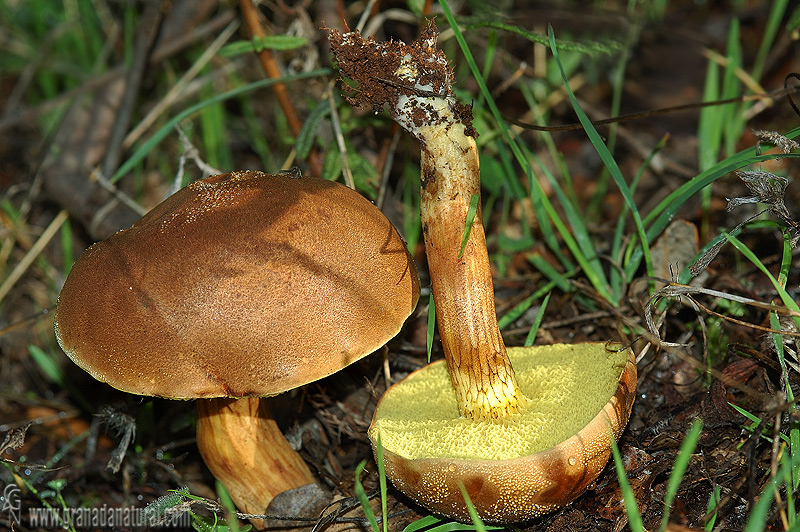 Xerocomus subtomentosus. Setas de Granada.