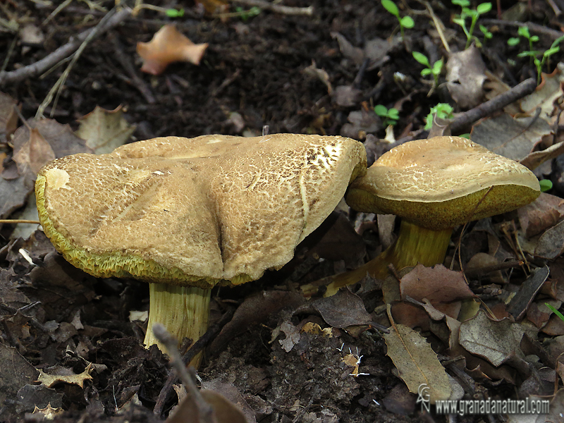 Xereocomus tomentosus. Hongos de Granada