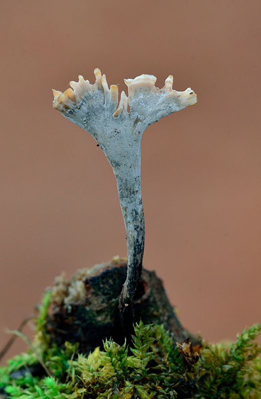 Xylaria hypoxilon detalle. Ascomycetes de Granada