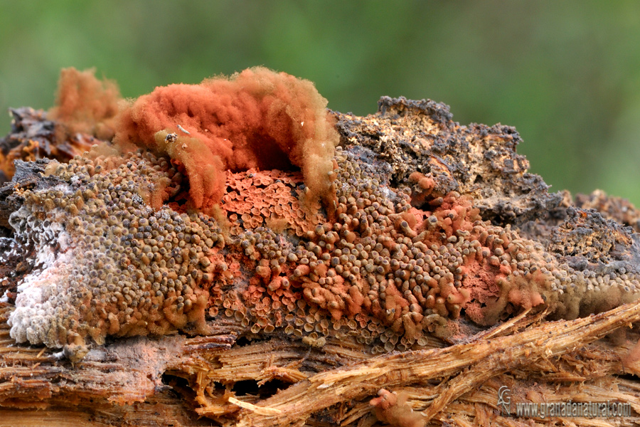 Arcyria sp.Myxomycetes de Granada