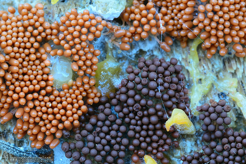 Arcyria ferruginea fases.Myxomycetes de Granada