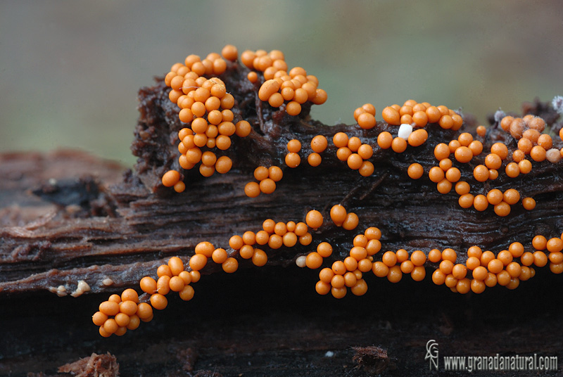 Trichia sp. Myxomycetes de Granada