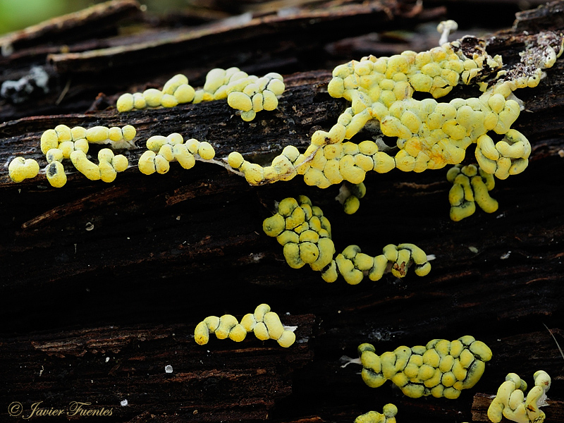 Badhamia nitens. Myxomycetes de Granada