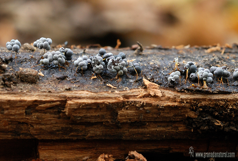 Badhamia utricularis . Myxomycetes de Granada