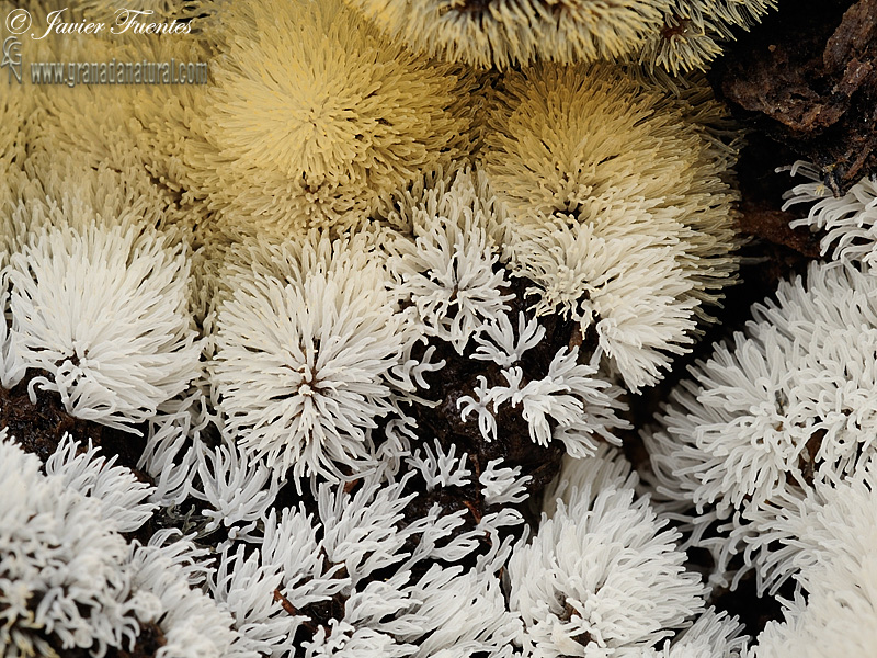 Ceratiomyxa fruticulosa  grupo ( Mül.) Macbr. Myxomycetes de Granada