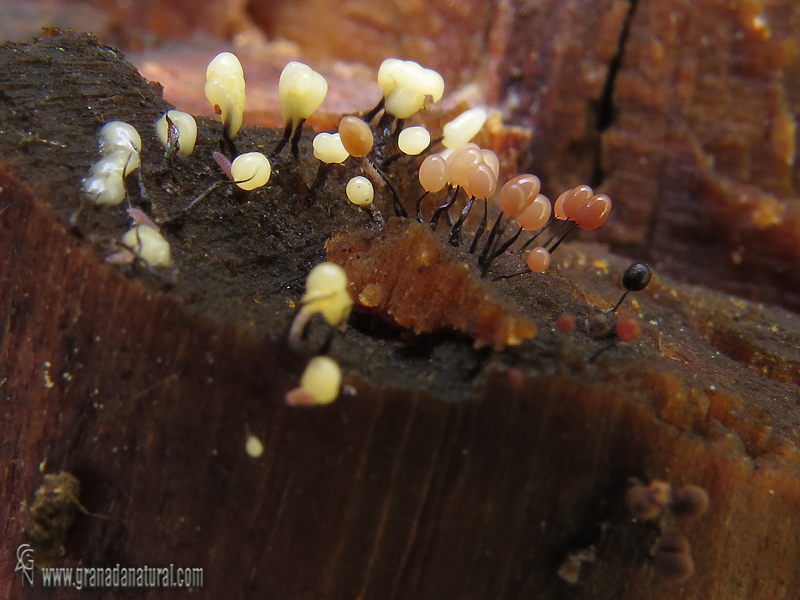 Comatricha nigra fases. Myxomycetes de Granada