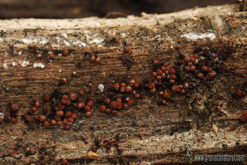 Cribaria cancellata