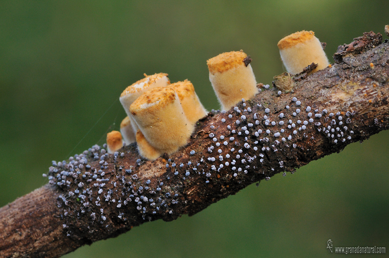 Physarum nutans 2. Myxomycetes de Granada