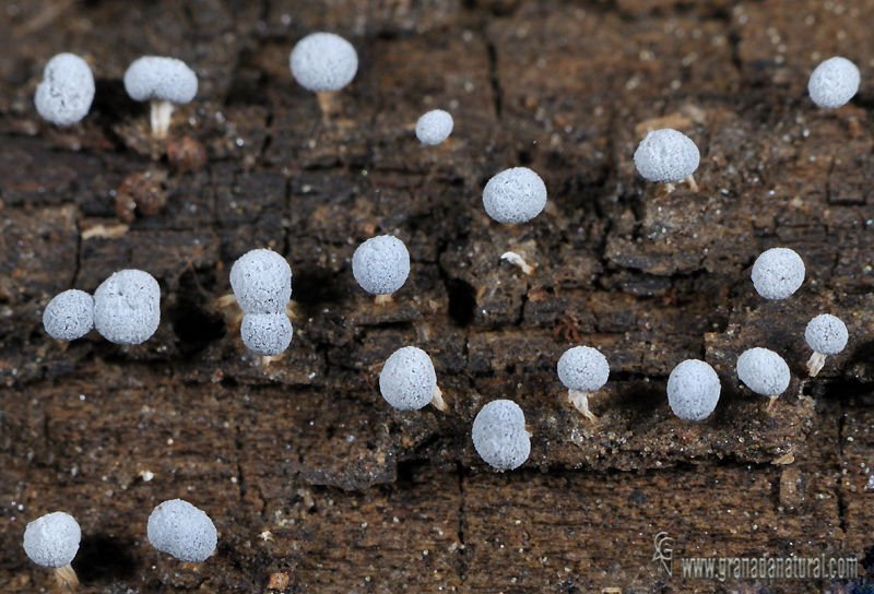 Didymium squamulosum (Alb. & Schwein.) Fr. . Myxomycetes de Granada