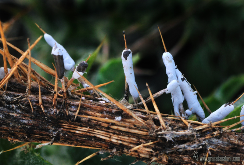 Didymium dubium ecologa. Myxomycetes de Granada