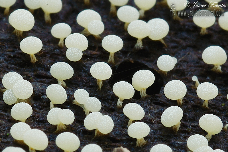 Didymium squamulosum  fase joven . Myxomycetes de Granada