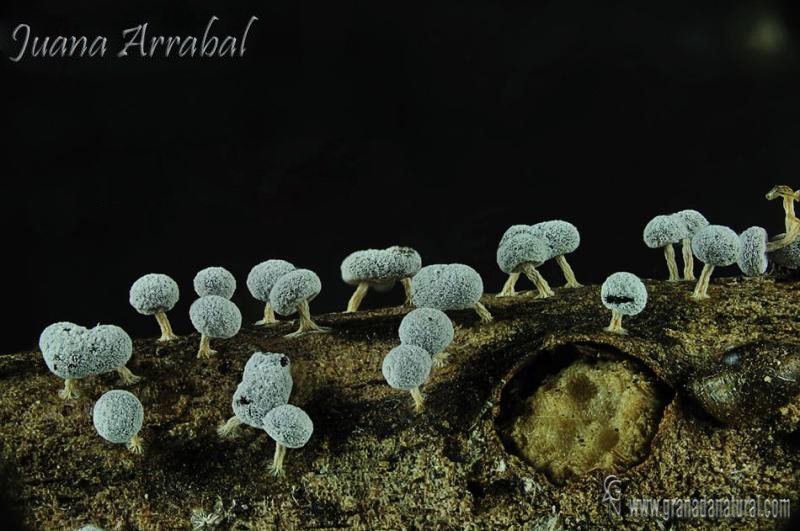 Dydimium squamulosum detalle. Myxomycetes de Granada