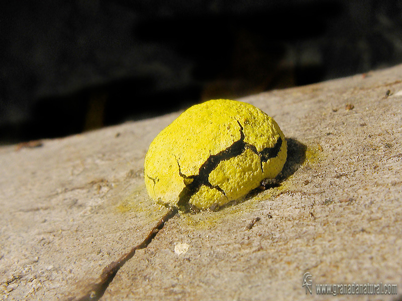 Fuligo septica. Myxomycetes de Granada