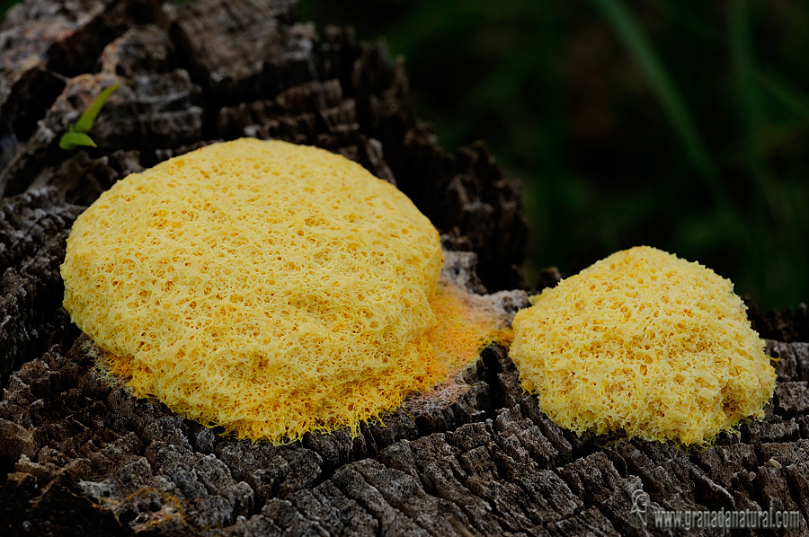 Fuligo septica. Myxomycetes de Granada